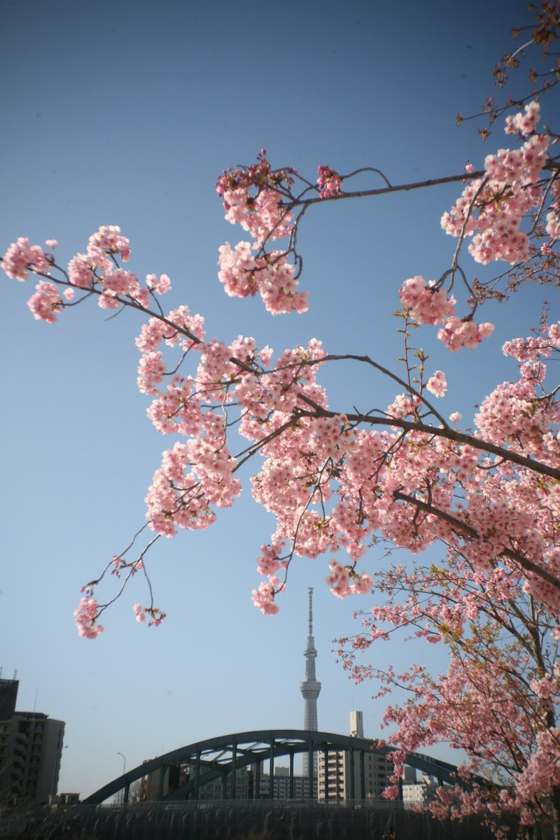 1000mi0's tweet photo. CANON EOS 5D + LOREO LENS IN A CAP
旧中川 河津桜

縦位置写真
#河津桜 #平井 #江戸川区 #旧中川 #EOS #ＥＦマウント #LOREO https://t.co/SfkaXtCnvi
