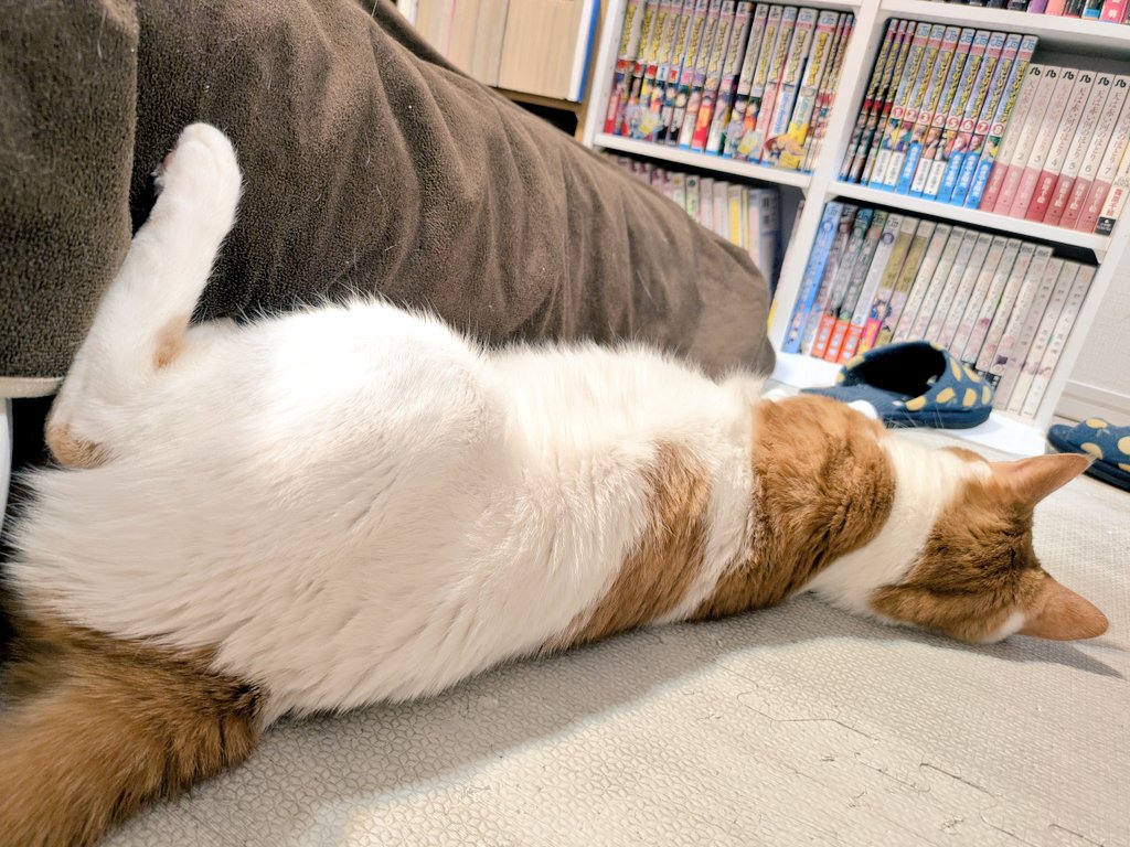 どいてください。起き上がれません。
#猫のいる暮らし #猫