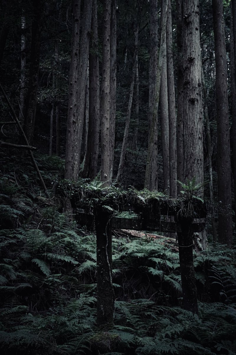 しどろ tweet media