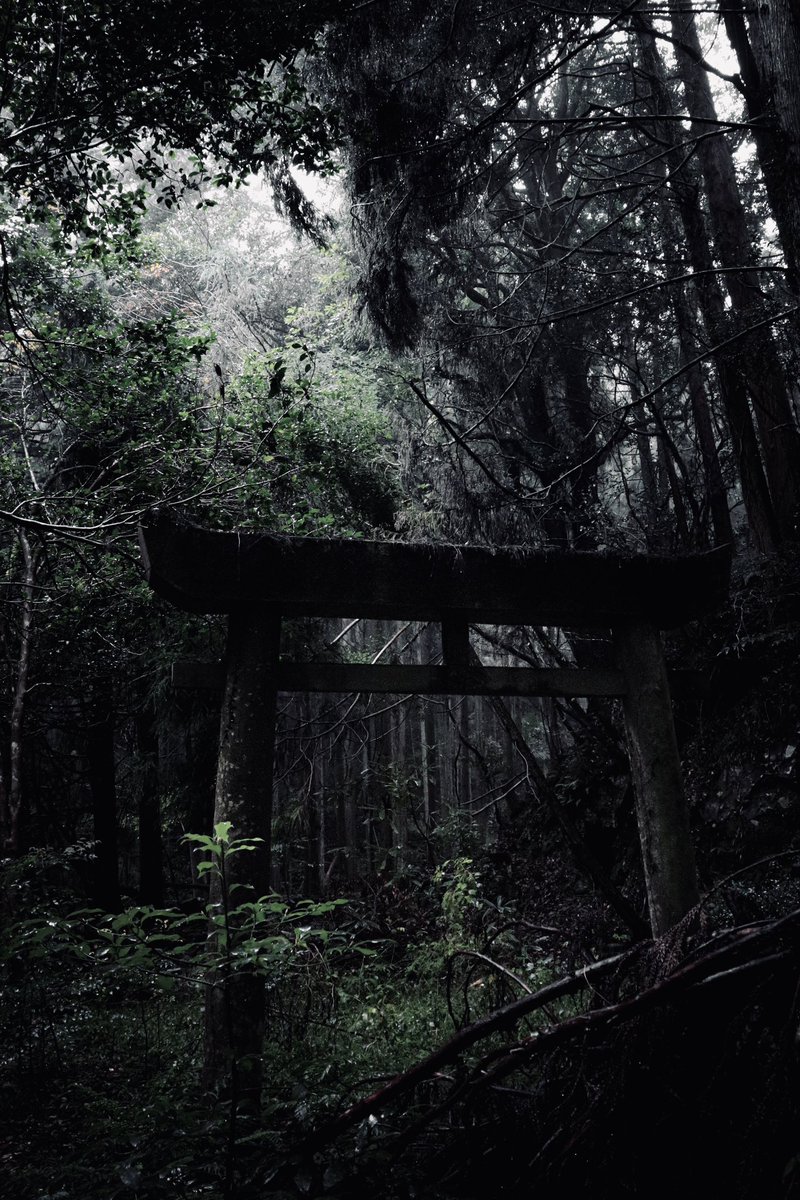 しどろ tweet media