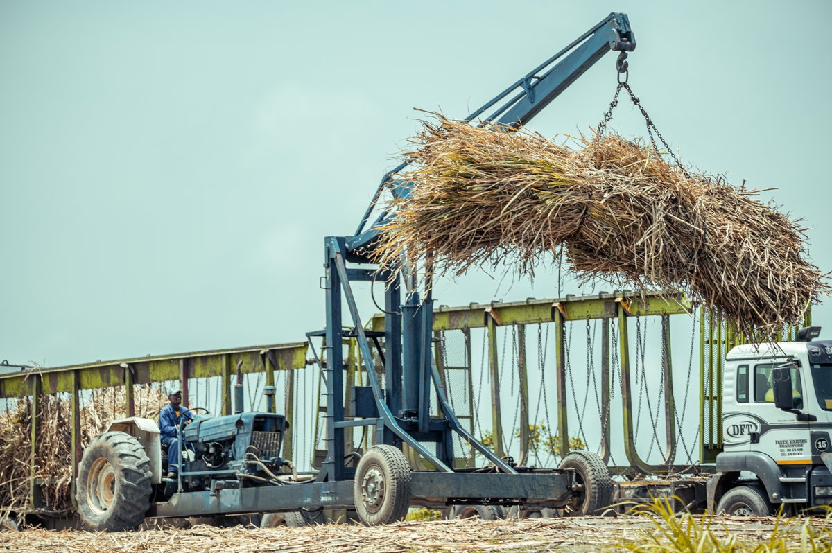 When the Darnall and u Umzimkulu sugar mills shut down,  it didn’t just cut jobs — it collapsed a whole local ecosystem. “Ghost towns” isn’t rhetoric—it’s what happens when policy ignores multiplier effects.

A 155% surge in sugar imports (April–Dec 2025 vs 2024) is a policy