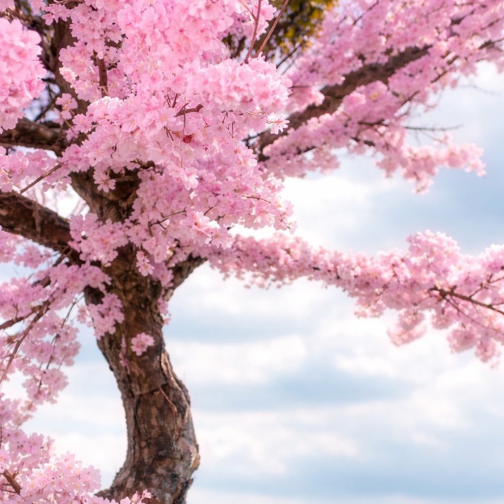 Baharın müjdecisi ilk cemre havaya düştü.