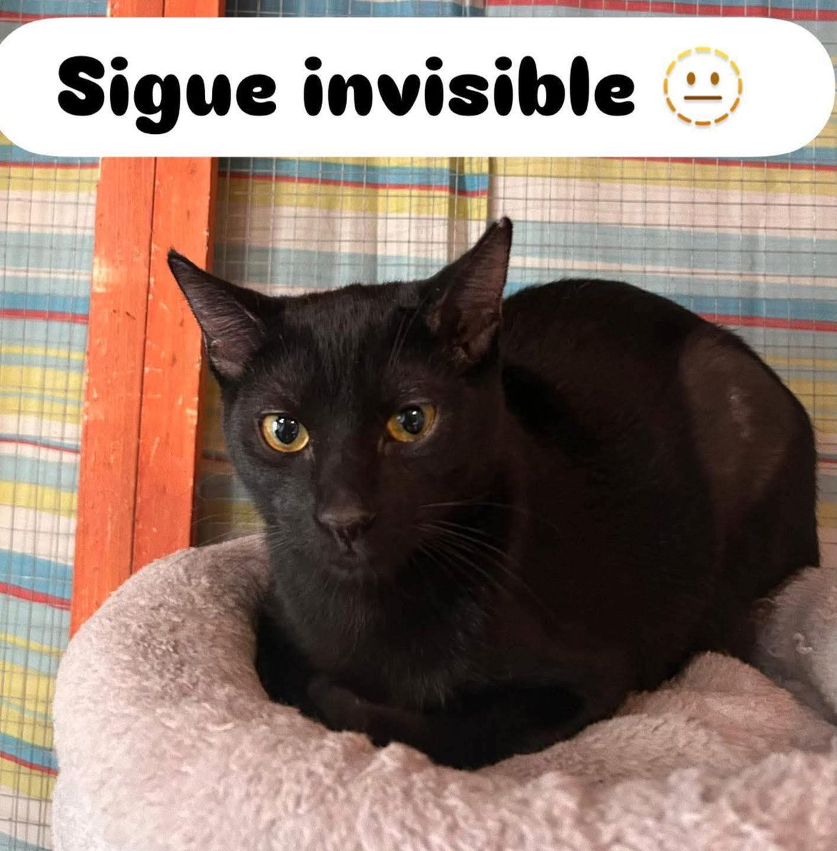 Nishi es una gatita negra dulce, cariñosa y muy buena.
Le encanta la compañía humana y tiene una mirada que enamora.

✅ Gatita sociable de 10 meses 
✅ Cariñosa y tranquila
✅ Ideal para cualquier hogar

Las gatas negras son especiales

📩 Contacto: solo Wasap 617575548
📍