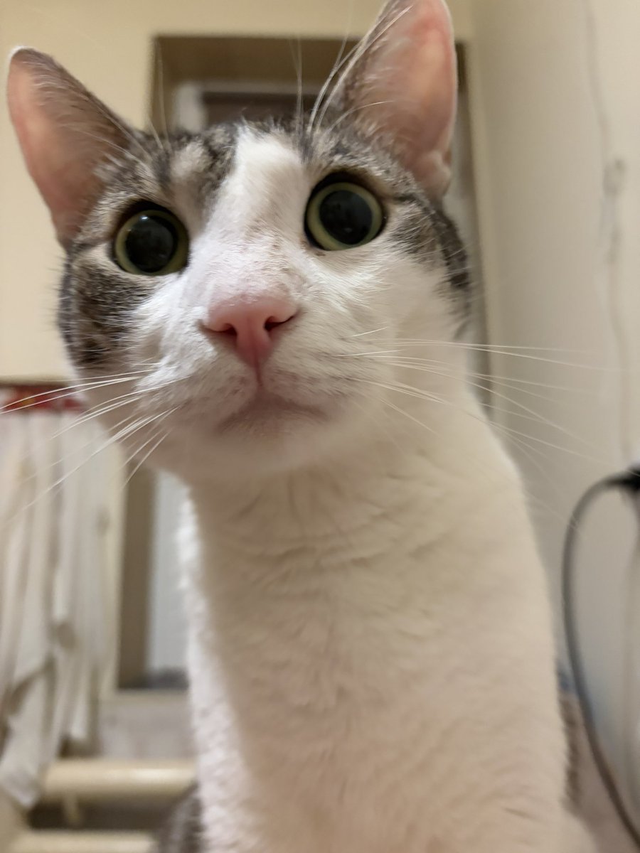 booly.dev tweet media