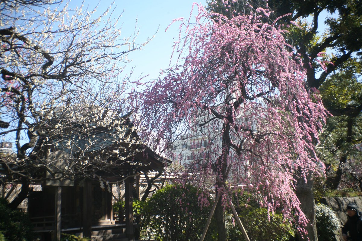 1000mi0's tweet photo. CANON EOS 5D + LOREO LENS IN A CAP
亀戸天神社
ゴミがついてるなあ。
センサーというよりレンズ側。
#亀戸天神社 #亀戸 #江東区 #EOS #ＥＦマウント #LOREO https://t.co/YQnNoO0LD4