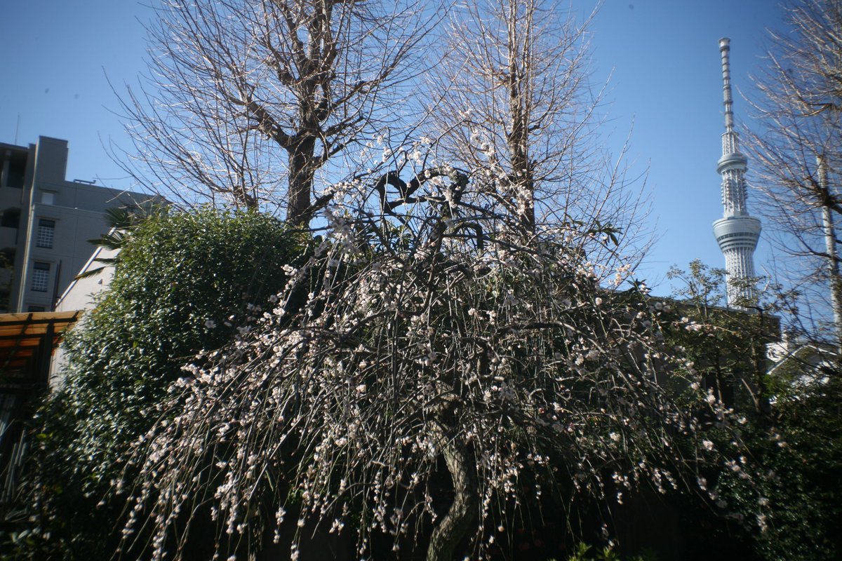 1000mi0's tweet photo. CANON EOS 5D + LOREO LENS IN A CAP
亀戸天神社
ゴミがついてるなあ。
センサーというよりレンズ側。
#亀戸天神社 #亀戸 #江東区 #EOS #ＥＦマウント #LOREO https://t.co/YQnNoO0LD4