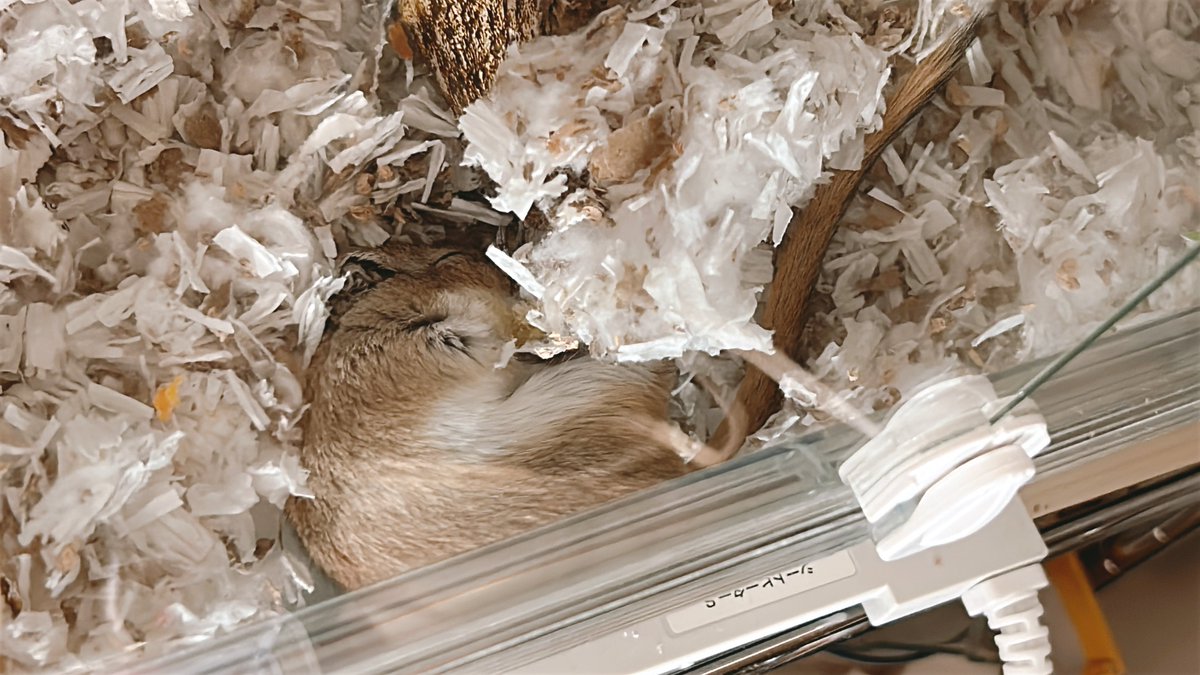 ♡で眠るエリーちゃん