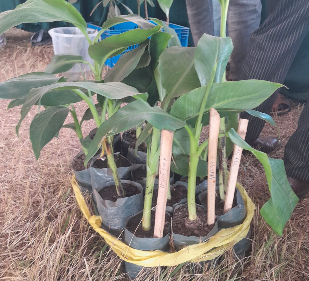 Understanding how and why farmers share banana planting material is key to tackling disease spread and strengthening seed systems 🌱📊 Read the latest insights from our <a href="/CambridgeAfrica/">Cambridge-Africa</a> blog: bit.ly/46XN99I