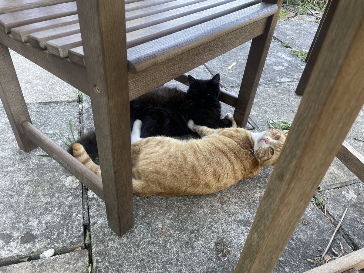 StGilesWelfare's tweet photo. Both settled in very quickly and started going outside after a month.  They enjoy being around us especially when we’re outdoors and love being together, but also have their own adventures too.  They like exploring our garden and the surrounding fields. ❤🐾 https://t.co/iMHarANFoC