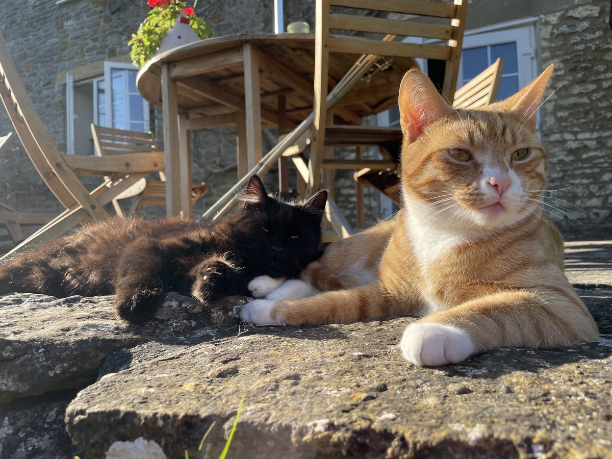 StGilesWelfare's tweet photo. Both settled in very quickly and started going outside after a month.  They enjoy being around us especially when we’re outdoors and love being together, but also have their own adventures too.  They like exploring our garden and the surrounding fields. ❤🐾 https://t.co/iMHarANFoC