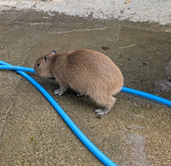 ホースの輪っかに入る仔カピちゃん！

(2025.12.01長崎バイオパーク)