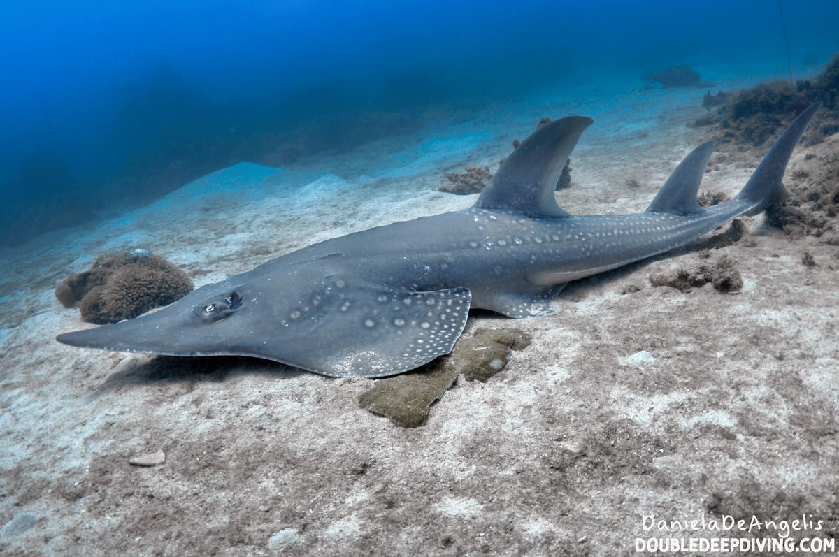 DivingDouble's tweet photo. Guitar shark

With Double Deep, diving elite
#scubadiving #buceo #19february https://t.co/617tn1ciHg
