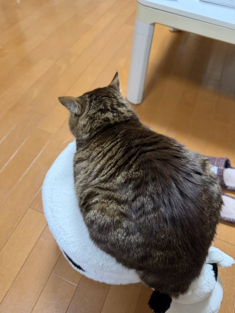 せんちゃん🐾 (@sen1043h) / Posts / X