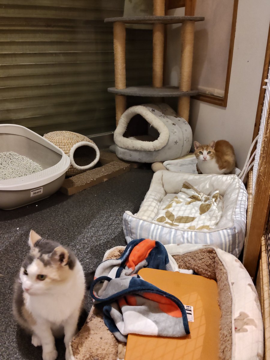 里親募集中のあぶとすず☺️ すずはもう寝るそうです😴 #里親募集中