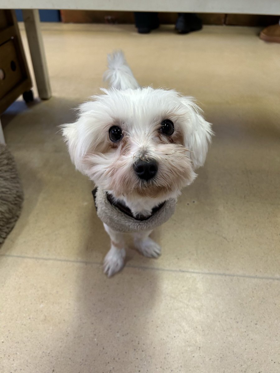 マルチーズ 🐶ゴッツ✨ 5歳 男の子 3.25kg 日中はお昼寝してるので