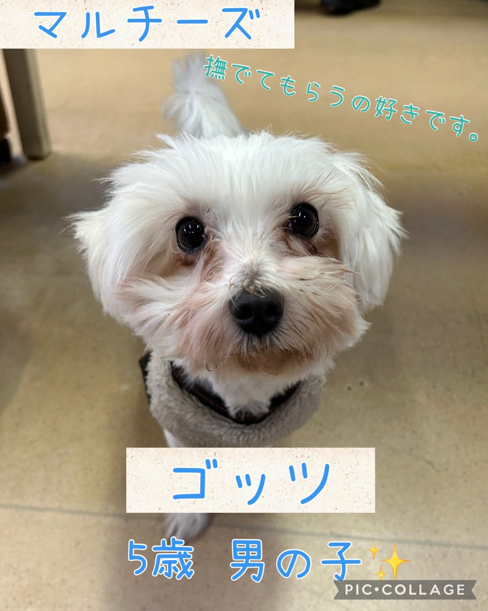 マルチーズ 🐶ゴッツ✨ 5歳 男の子 3.25kg 日中はお昼寝してるので