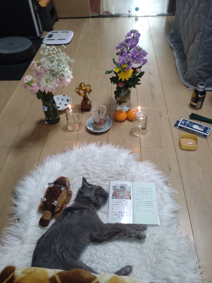 27hiro3_3's tweet photo. 我が家の 猫ビィーちやんが今日の朝 なく亡くなりました、享年20年と半年、出会いがあって別れがあるのは分かっていましたが 涙が止まらず今日は仕事休みました 明日も休みますすごく辛くて何していいか分かりません。 https://t.co/ikfAhHDNCA