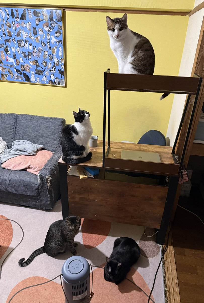 告知】 今週日曜日、猫の日😽 BSテレ東の 「オール猫感謝祭2026」 って