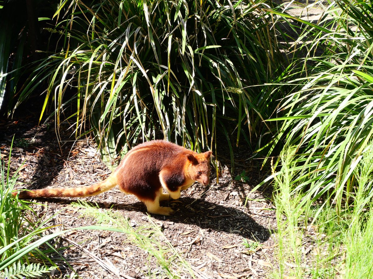 ビミッシュ・ムスタファオーストラリア 当時物 希少 メルボルン ビンテージ