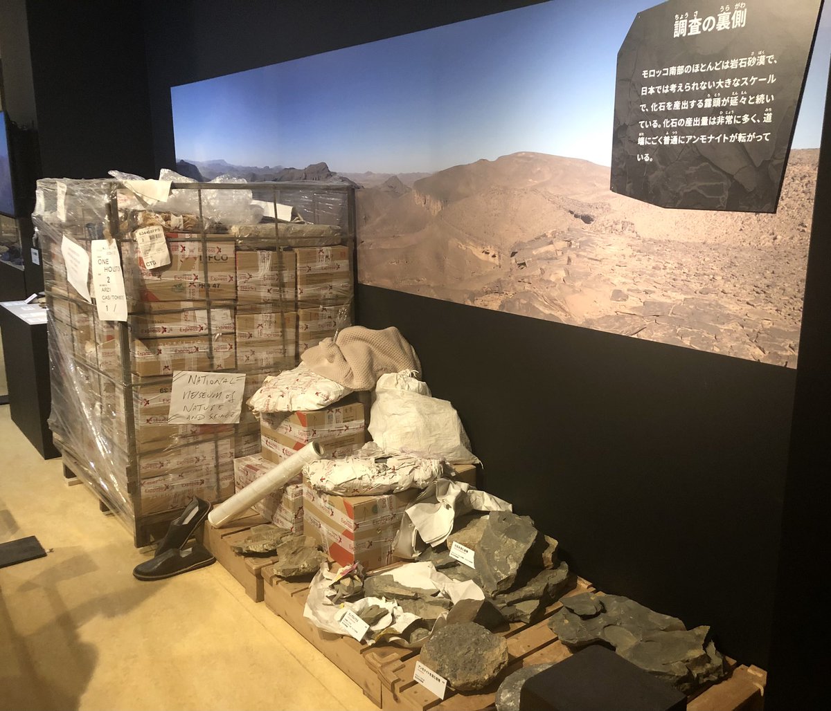 大絶滅展の個人的感動ポイント③

人間味を感じられる化石発掘現場の様子の展示も素敵です！！

化石標本そのものや古生物の生体想像模型の方に意識がいきがちですが、そんな化石も誰かがフィールドワークしたから入手できたものだし、生体想像図も誰かが化石の研究をしたから得られた仮説です。感謝！