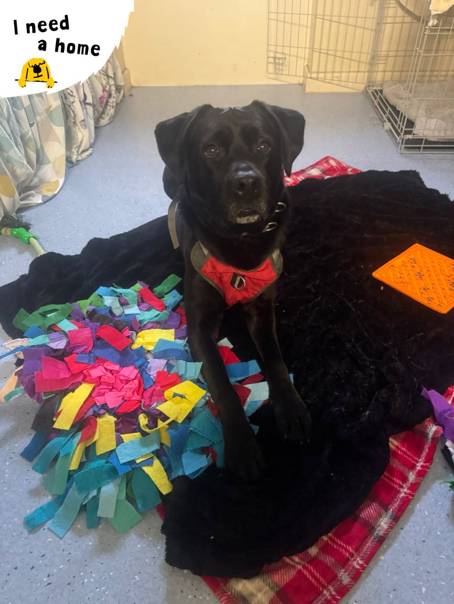 Bella Boo 💛

This clever lab cross has been working so hard on her “settle” skills — and look at her go! Snuggled up on her blanket with her snuffle mat and lick mat, she’s learning that relaxing can be just as rewarding as playtime 🐾✨

#LabradorCross #AdoptMe #INeedAHome