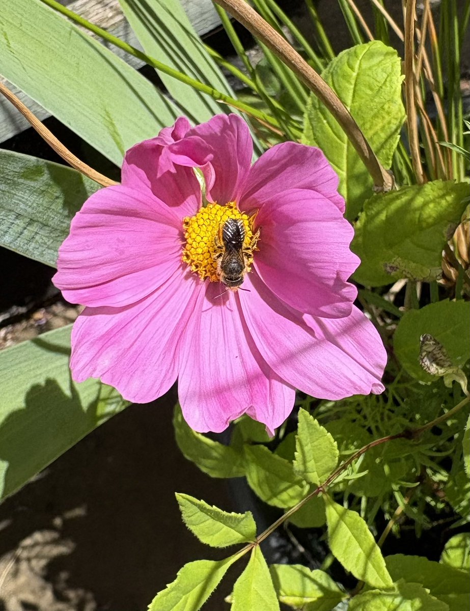 barbosavl's tweet image. Good morning with a leafcutter solitary bee on cosmos flower from last June for #InsectThursday #ThrowbackThursday 
This bee belongs to the genus Megachile, one of the largest genera of bees, with more than 1500 species. 
Have a fun day!
#bees #insects #Megachile #cosmos #flowers