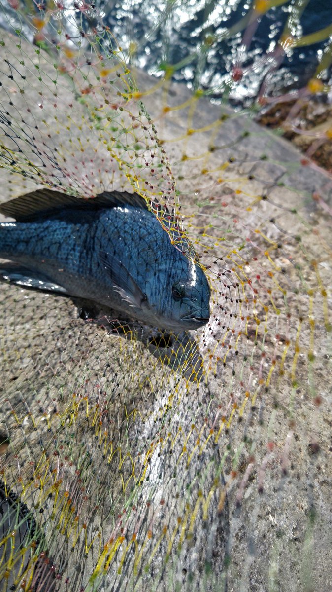 tureture55's tweet photo. 今週も牟岐津島へグレ釣りです。
今回もクジ運良く先週と同じワレスベリ高❗
東北東の爆風横風に四苦八苦しながら何とか ツ抜け。
足場の悪さに泣かされながらも楽しく釣りが出来た🤗
来週も出撃やな😋 https://t.co/0HfSl9XbCL