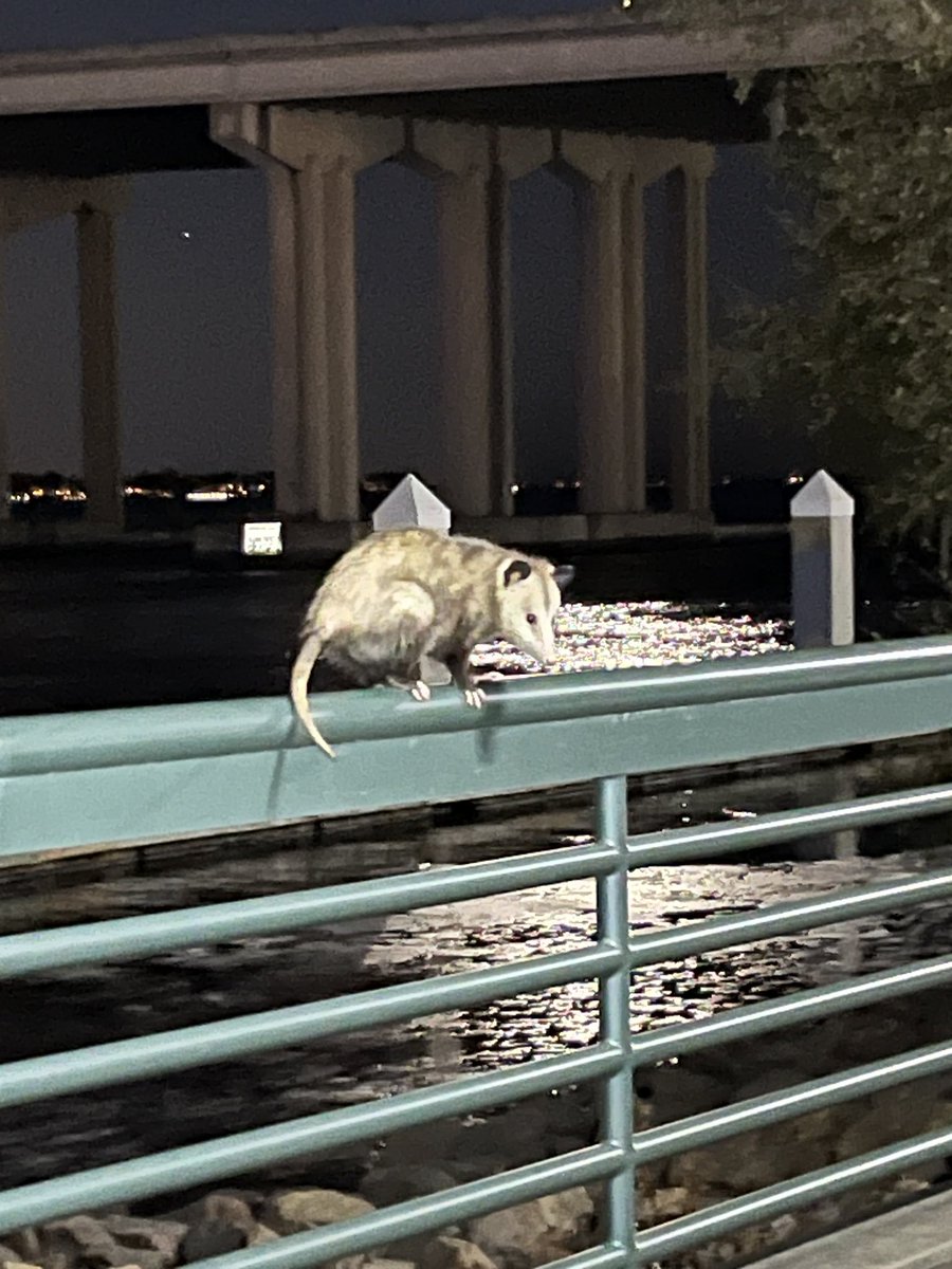 robjonesknows's tweet photo. @lennycurry Don’t get me wrong, everybody was on the Riverwalk in JAX last night … https://t.co/SQcbWEE3HL