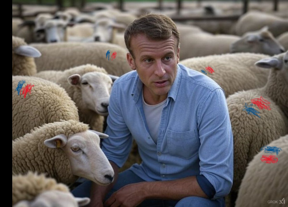 Zebu's rose tweet media