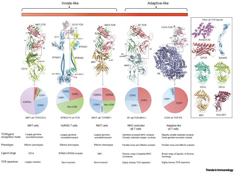 Trends in Immunology tweet media