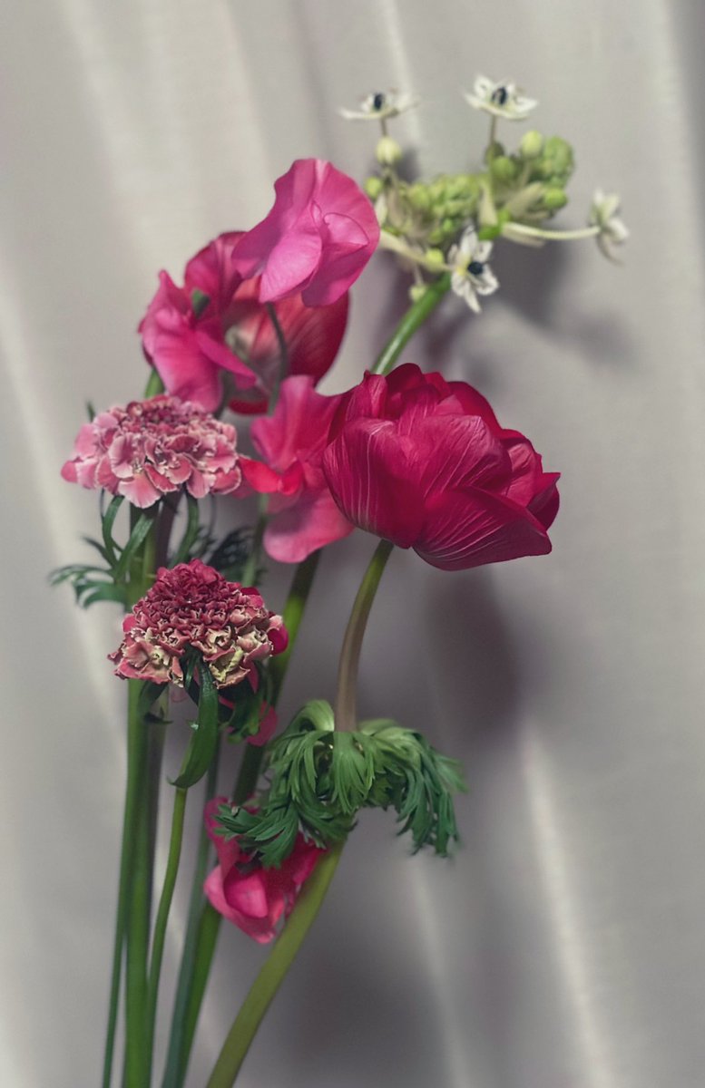 🌕 そして260219の花 鮮やかな、 絵画みたいに