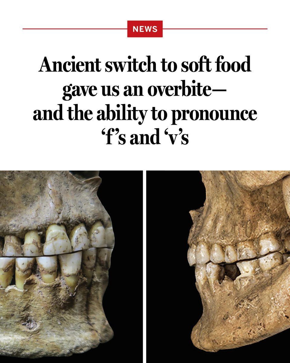 The spread of agriculture didn’t just change our diets—it altered our jaws as well, making it easy to pronounce "f"s and "v"s and opening a whole new world of words.

Learn more on #WorldAnthropologyDay: scim.ag/3ZubOPh