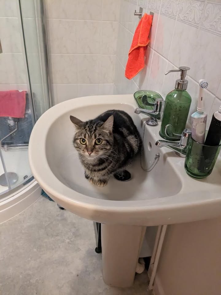 StGilesWelfare's tweet photo. Ziggy &amp; Pepsi have found their forever homes! Loving life as they should x 😍 https://t.co/GagmpAoIK1