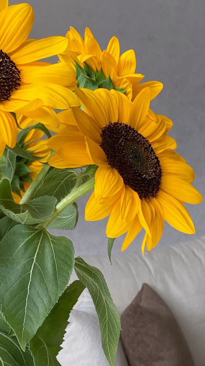 SUNFLOWER 🌻 tweet media