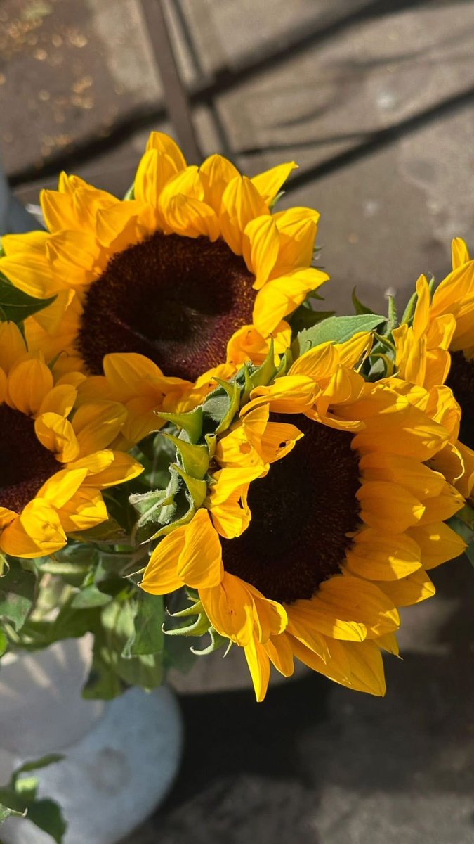 SUNFLOWER 🌻 tweet media