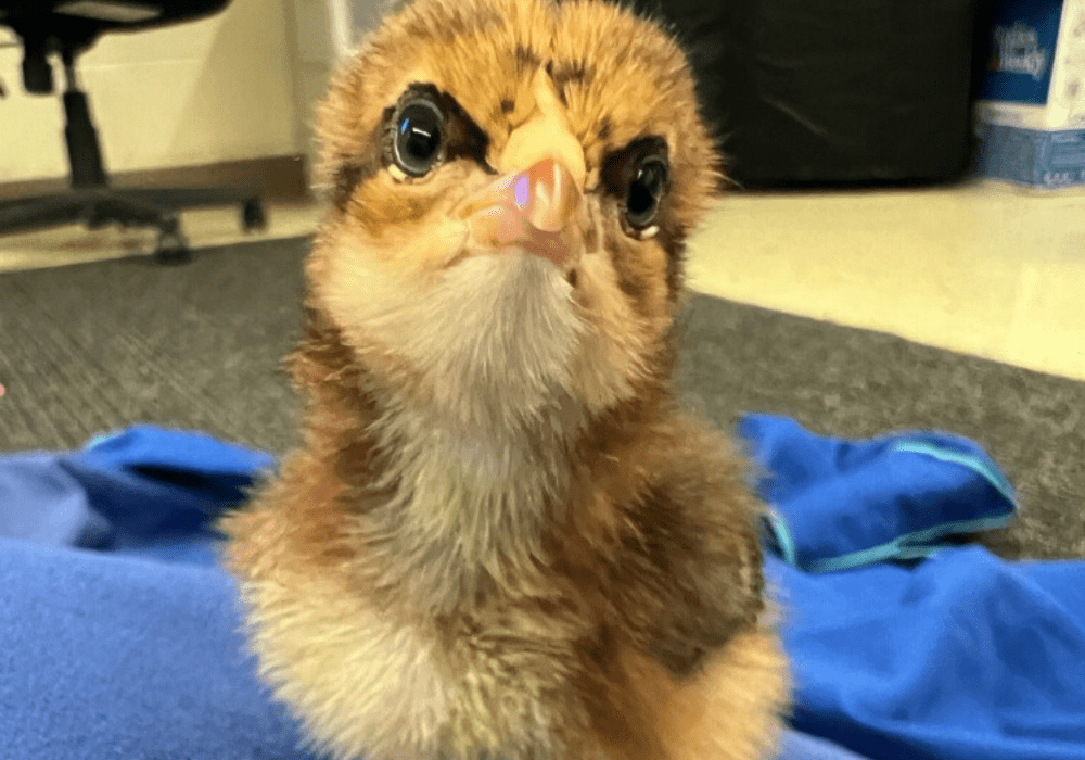 DENatureSociety's tweet photo. New Post: Families Invited to Raise Chicks at Home Through Coverdale’s Chicken Tenders Program February 19, 2026 Local preservationists encourage us to get outdoors and help foster a deeper appreciation for nature. https://t.co/BHwdbmJ4J4 https://t.co/oBNEexpiXA