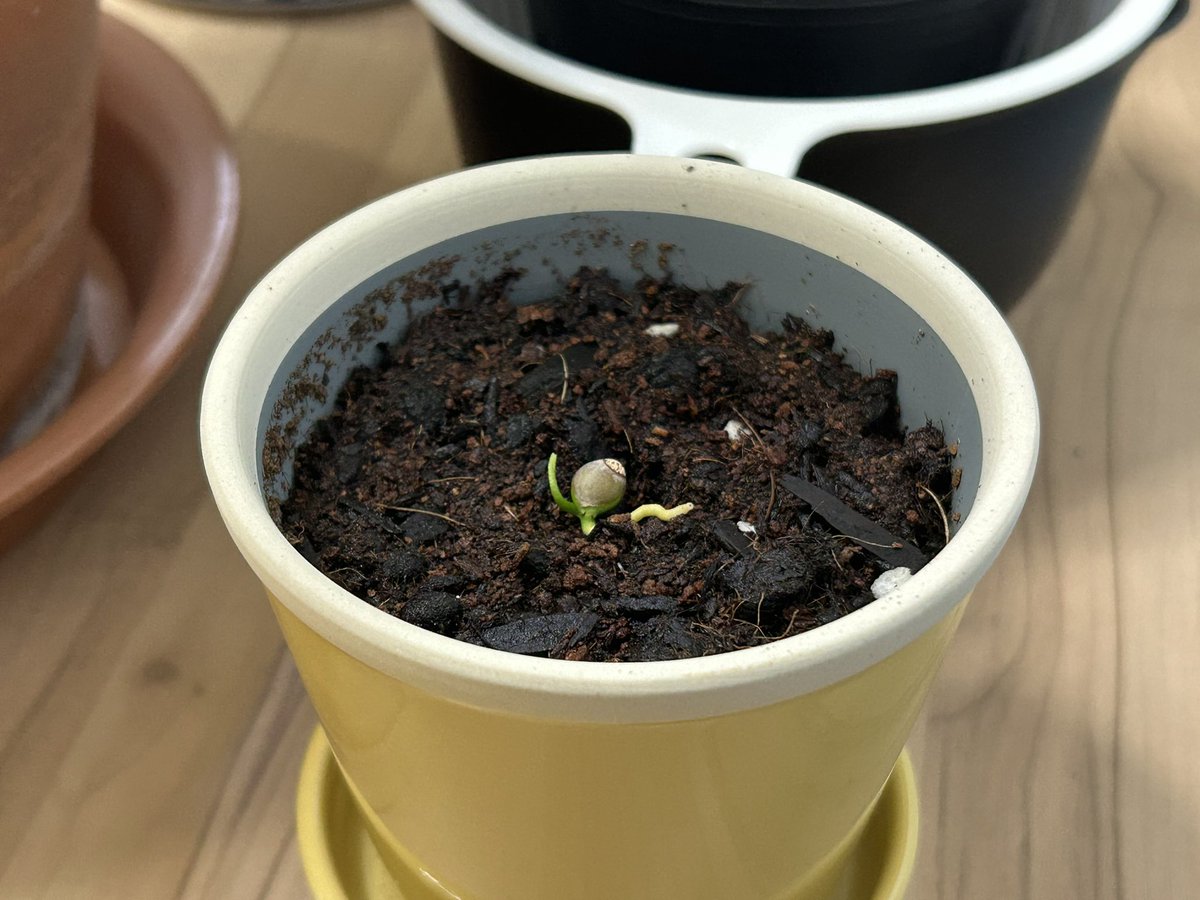 ミカンの種】 M27、約半日でここまで成長！発芽だ！！
