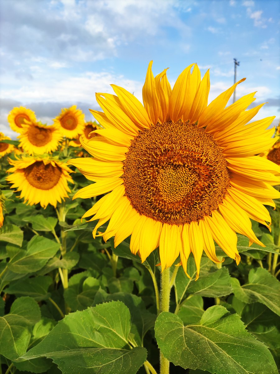 AapreMDQFangio's tweet photo. 👩‍🌾¡Ya estamos listos para la #UPA #GIRASOL!
¡Nos vemos mañana! 👨‍🌾
https://t.co/8FGnDNYwyH 
📍Estancia Santa Lucía, Chapadmalal   
🗓️20/2
⏰8:00 - 13:00 https://t.co/bV9hmSgziM