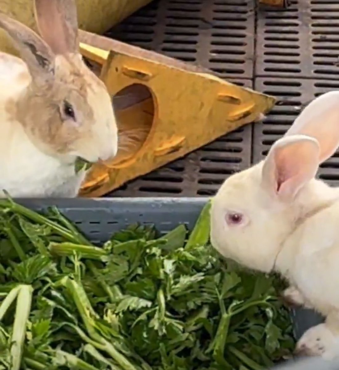 Radio Nacional CO tweet media