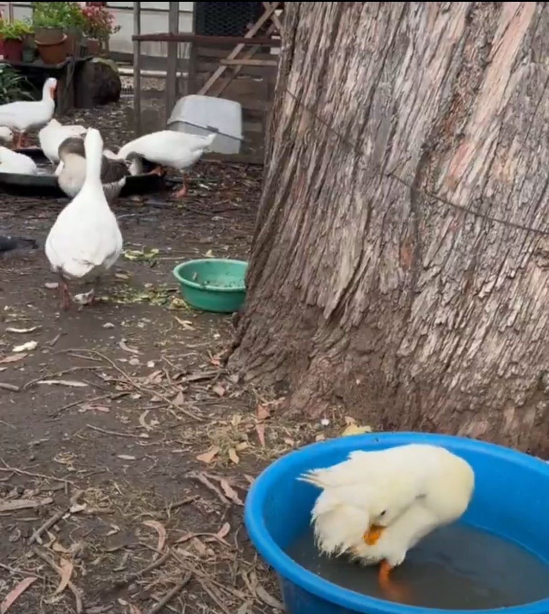 #Actualidad I La Alcaldía de Bogotá ordenó el desalojo del refugio la Marielita, ubicado en el barrio La Esmeralda, el próximo 10 de marzo. 
El lugar, aparte de funcionar como refugio de animales maltratados durante más de 20 años, también ofrece educación ambiental a colegios y