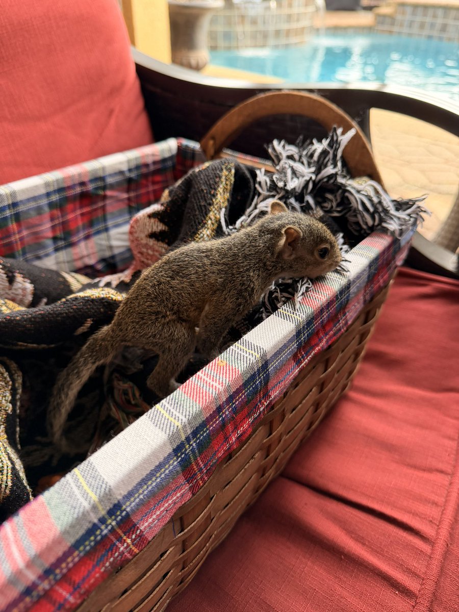 dragonfly_jenna's tweet photo. Another baby found. Something must have happened to the mother. The rescue said they there may be more as squirrels usually have them in 2s or 3s https://t.co/EYlTbsGnHJ