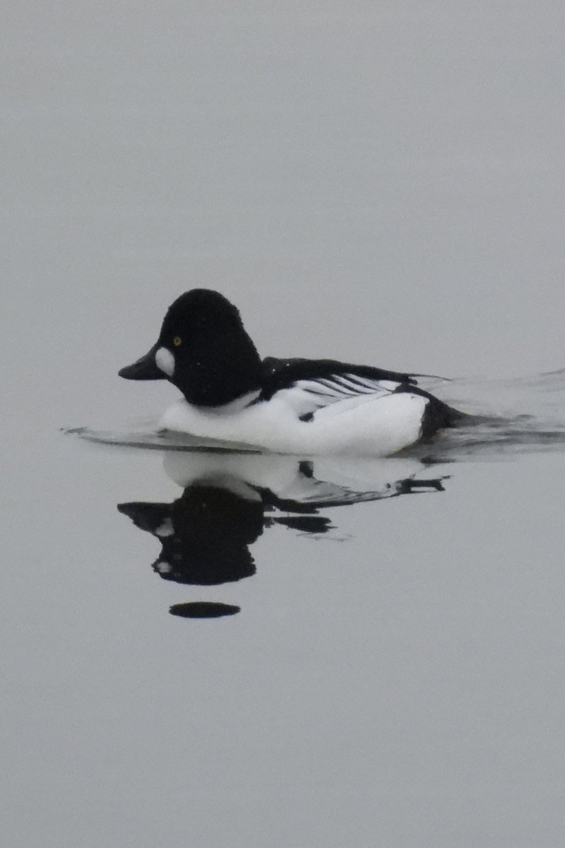 Larry Gaugler tweet media