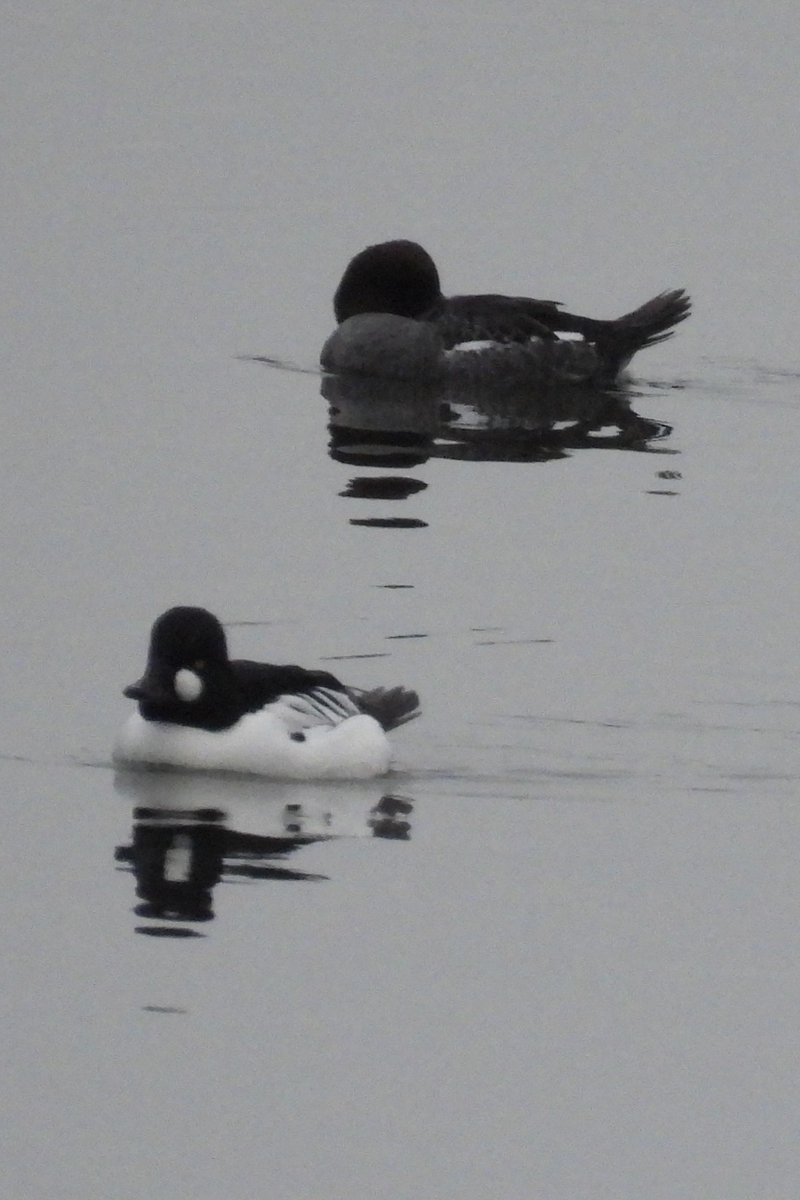 Larry Gaugler tweet media