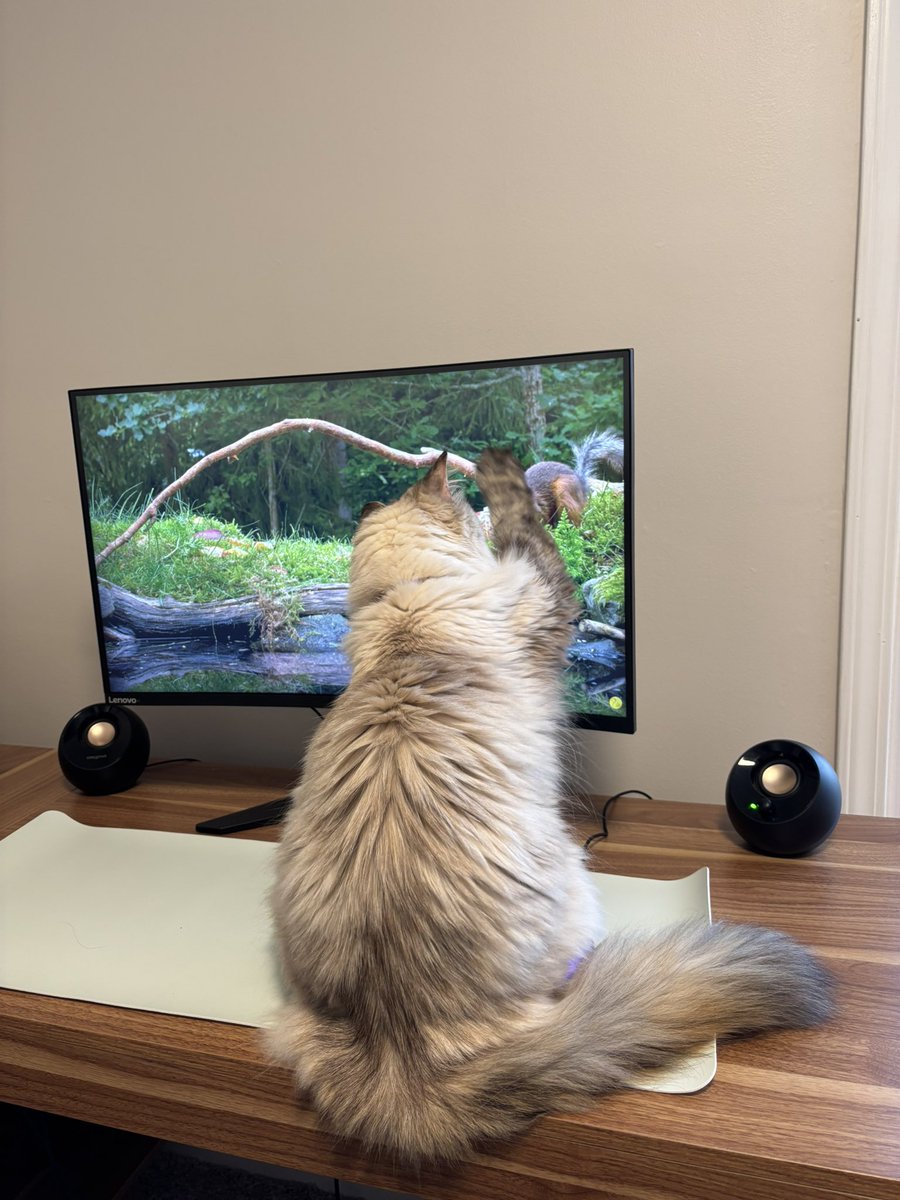 boche (gunched AND stumped) tweet media