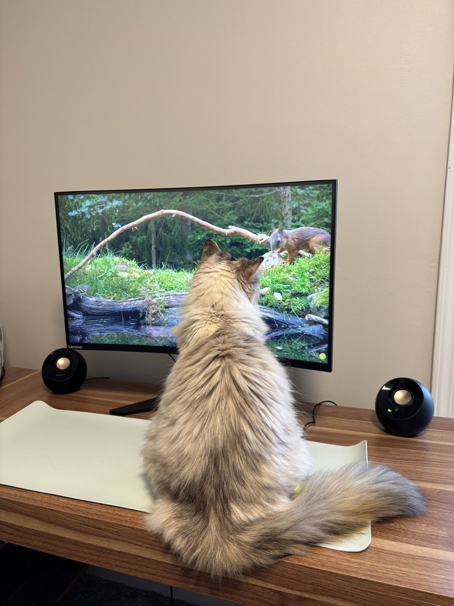 boche (gunched AND stumped) tweet media