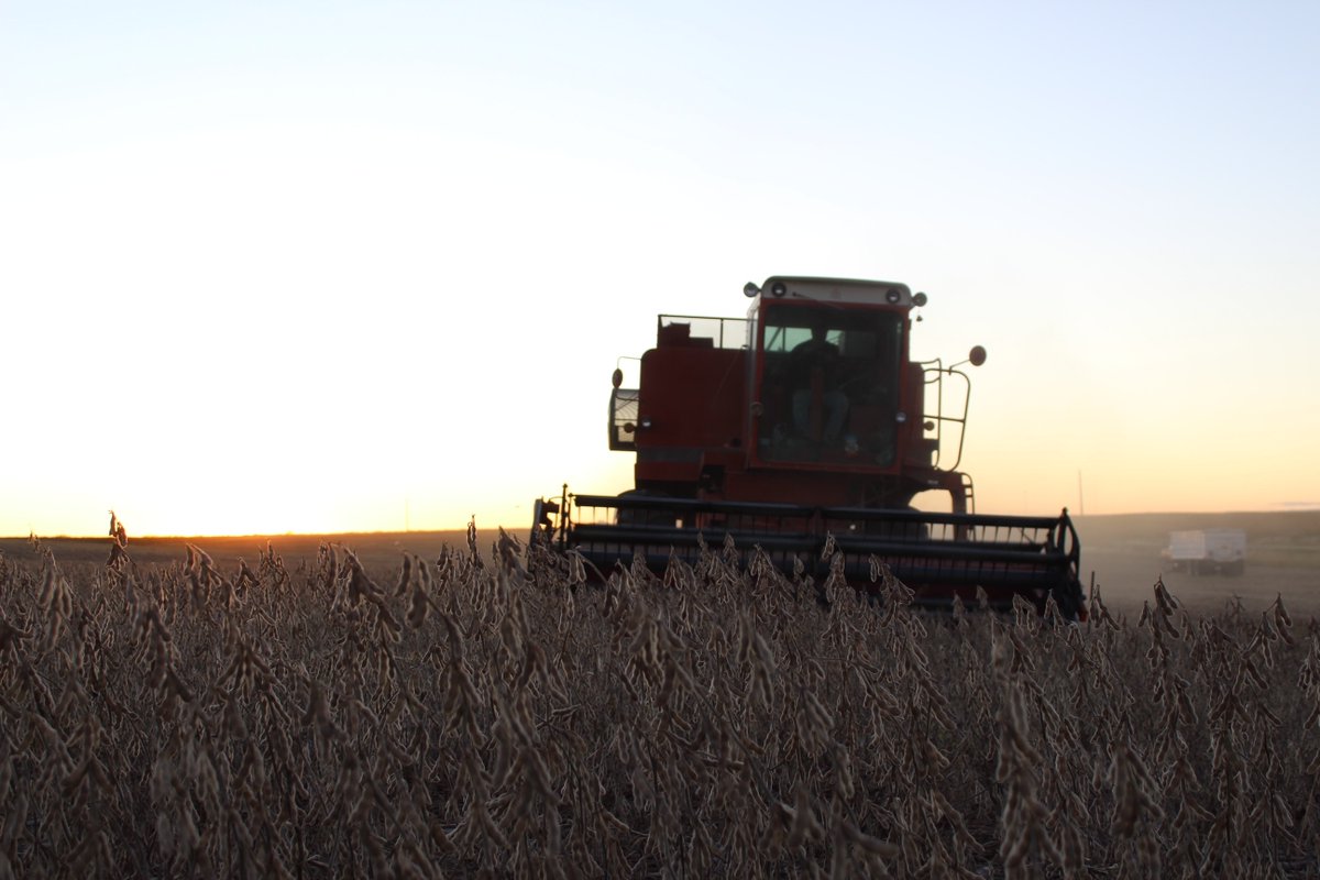 KsSoybean's tweet photo. In the northwest no-till dryland category Lauren Kats, Phillips county, placed first with 41.3 bushel-per-are @Asgrow_DEKALB 37XF1 soybeans.

Find the full results at https://t.co/n05YLEVteW. https://t.co/38CvmD2rHf