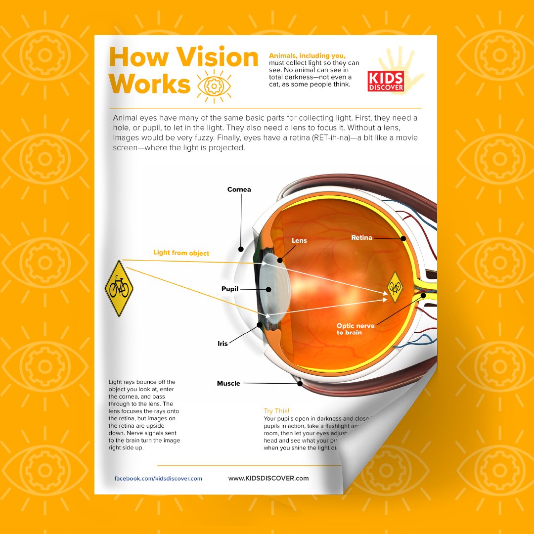 KIDS_DISCOVER tweet media