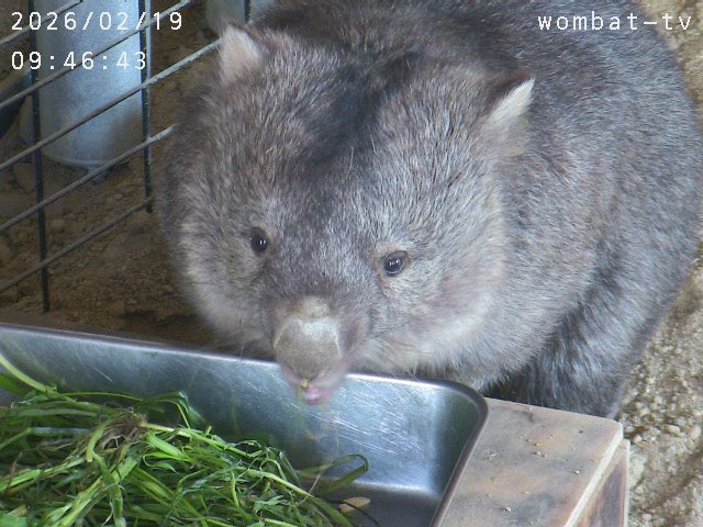 朝ごはんは、
しっかり食べます〜。
#ウォンバット　#五月山動物園