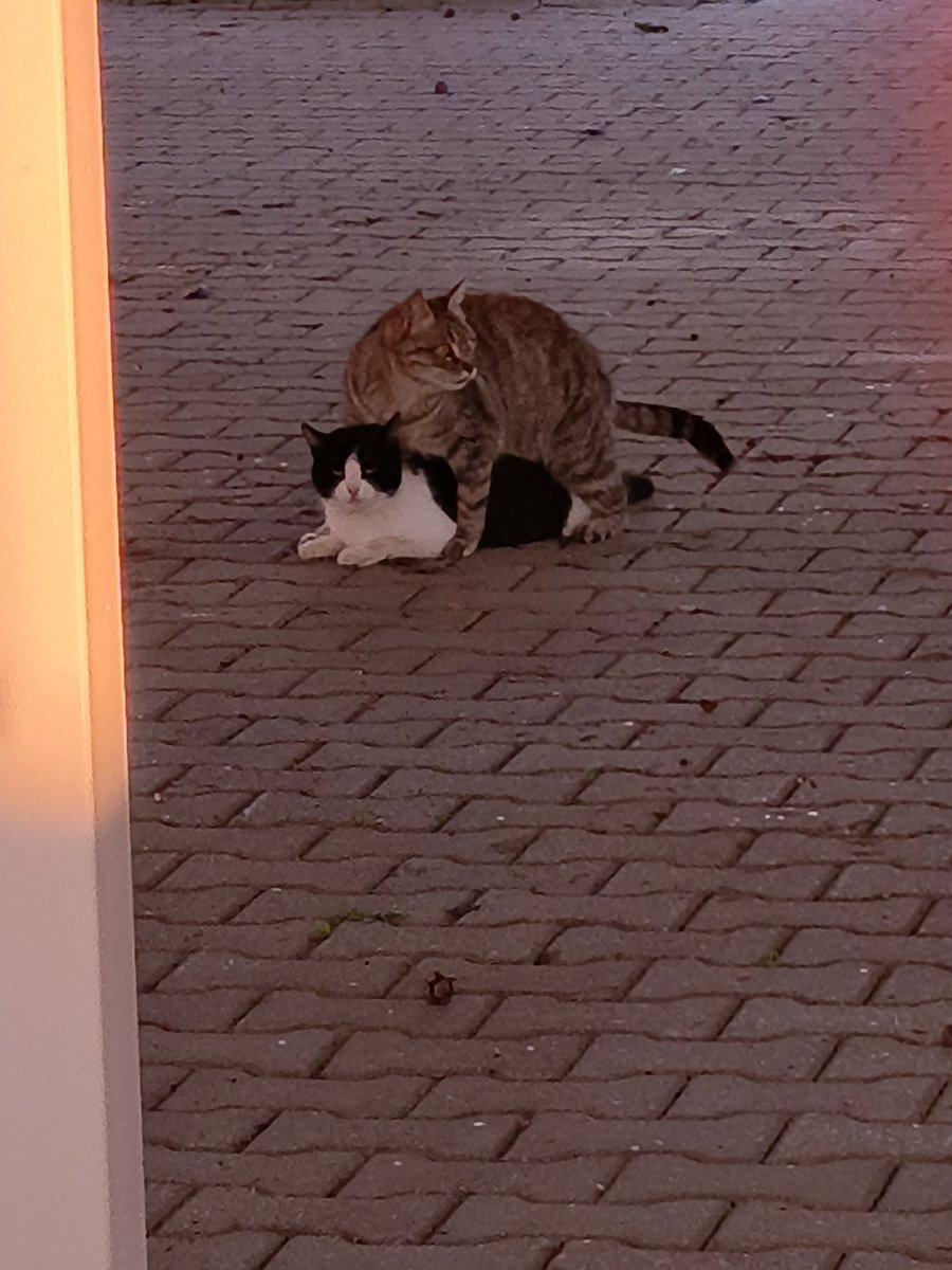 Amk ikiside kız
lezbiyen kediler