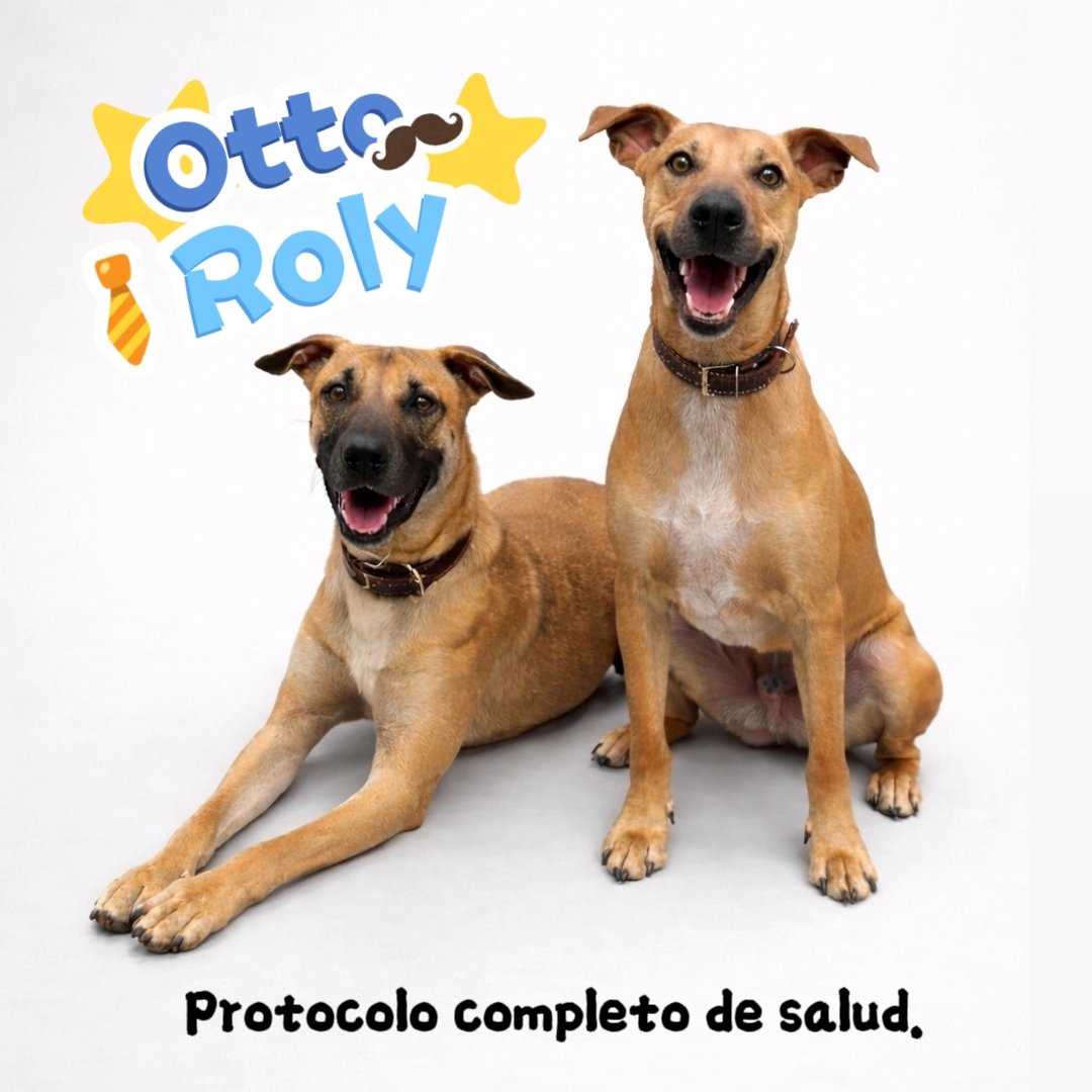 Otto y Roly son dos perritos con una energía maravillosa, siempre listos para jugar, acompañarte a caminar y llenarte de alegría. Son muy cariñosos con las personas, nobles y agradecidos. Solo necesitan una familia que les abra su corazón y su hogar 🏡💛 #Adopta #Tampico
